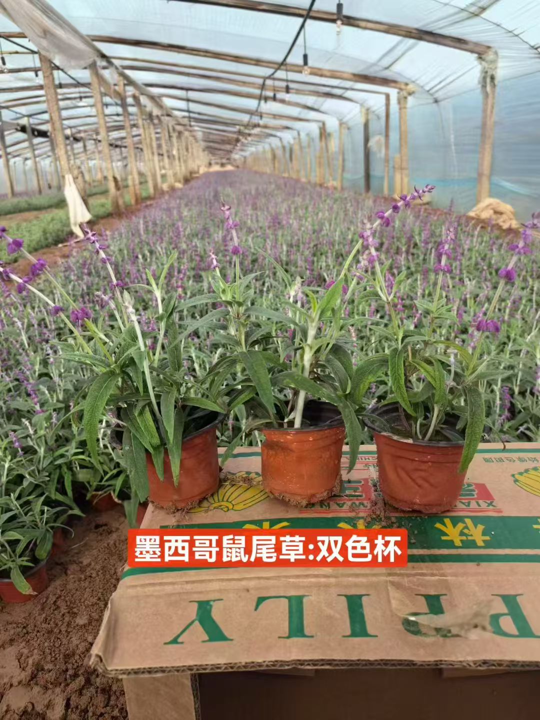潍坊粉黛乱子草杯苗