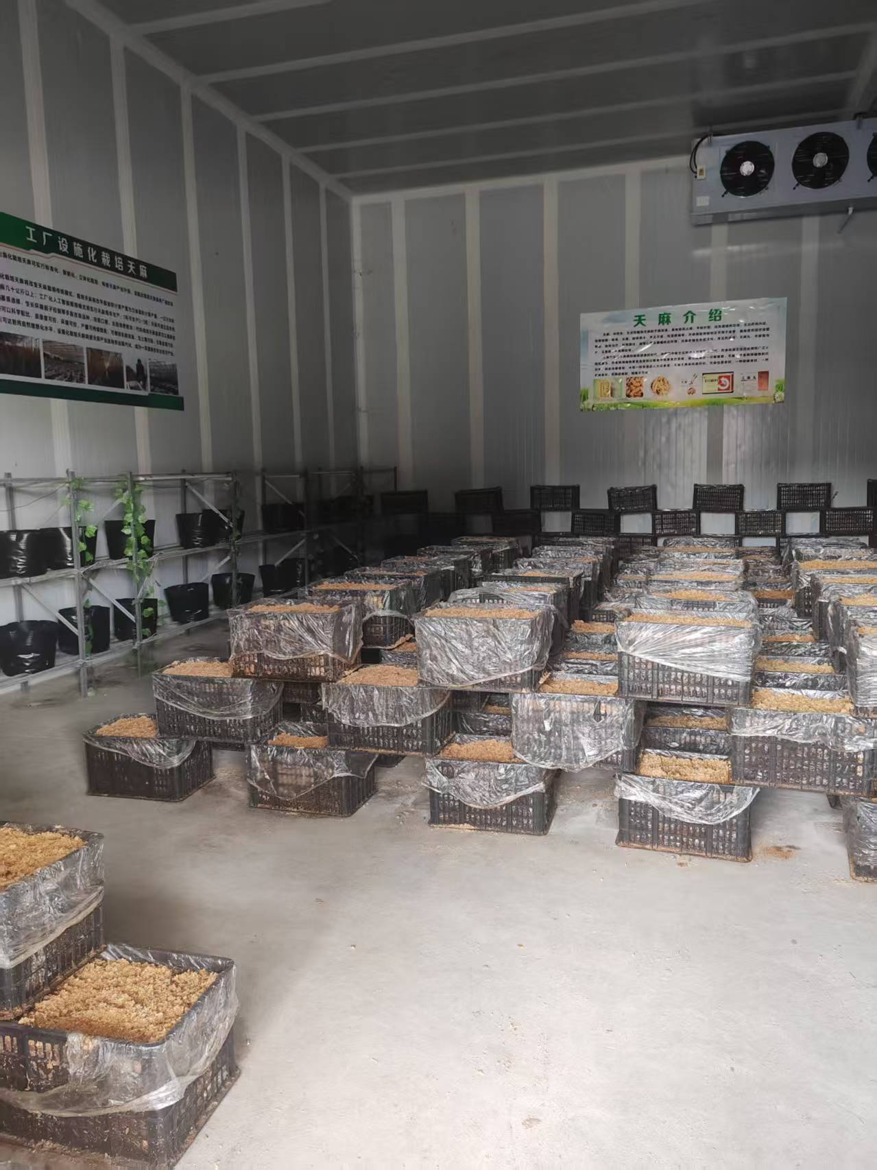 现代化中**初加工与冷链仓储中心