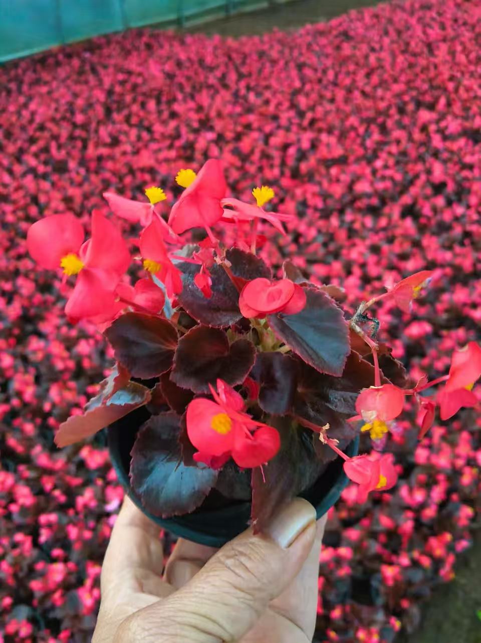 苔草小苗实拍