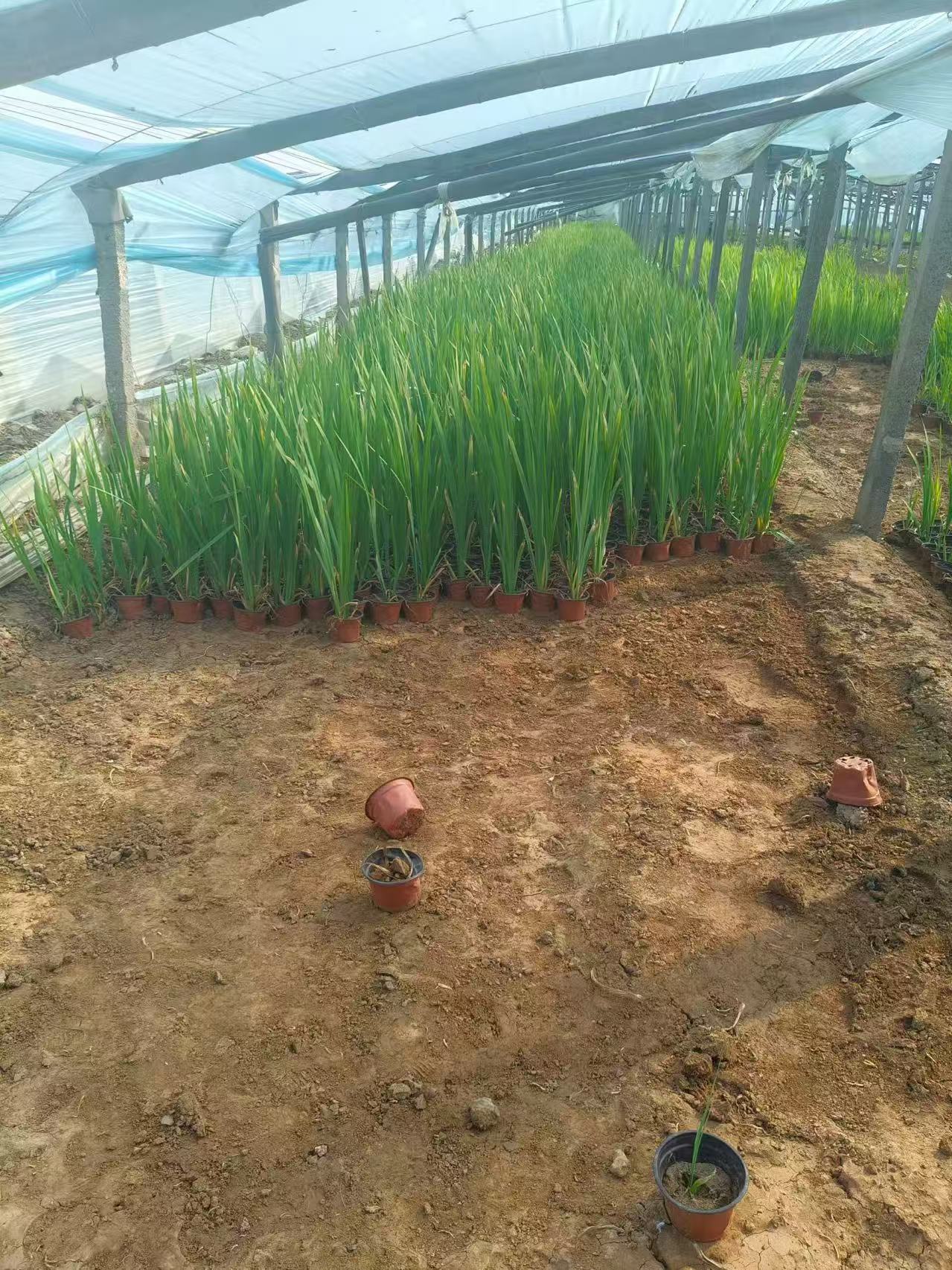 潍坊冬青小苗