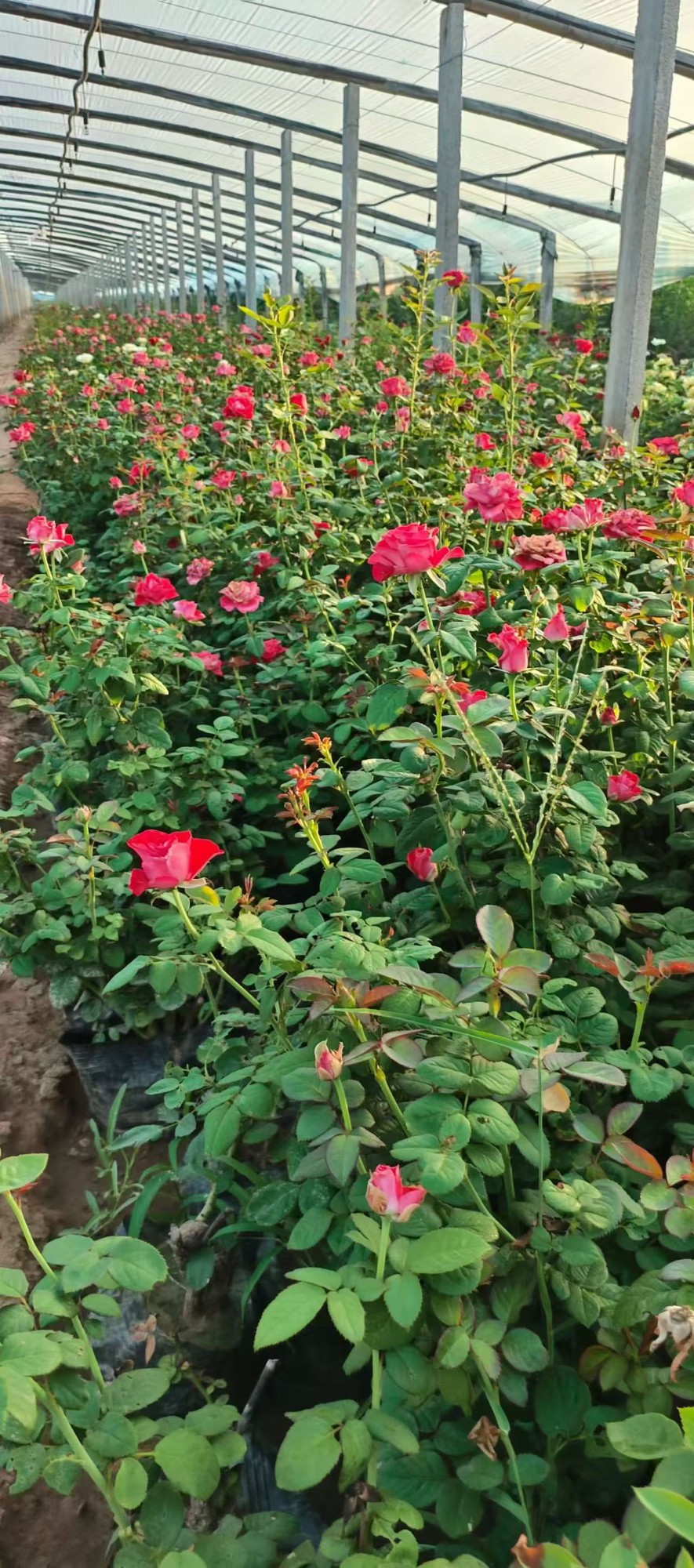 细叶芒种植场景