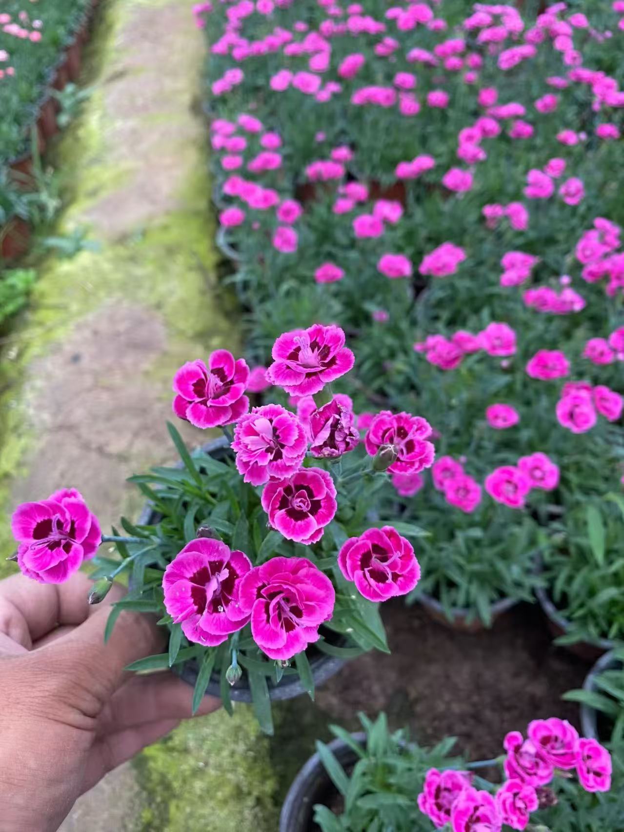 狼尾草小苗实拍