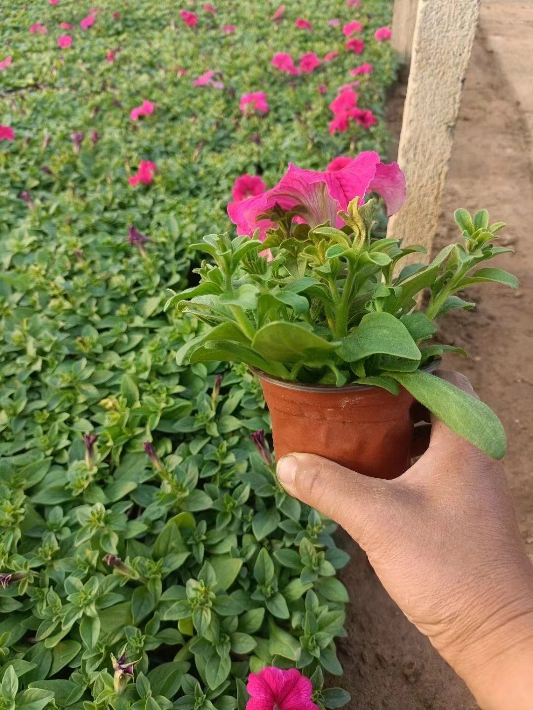 苔草苗圃实拍