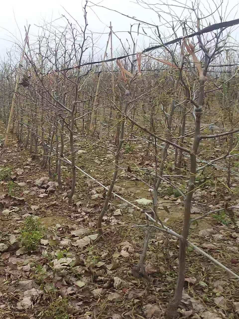 冬枣育苗基地实景