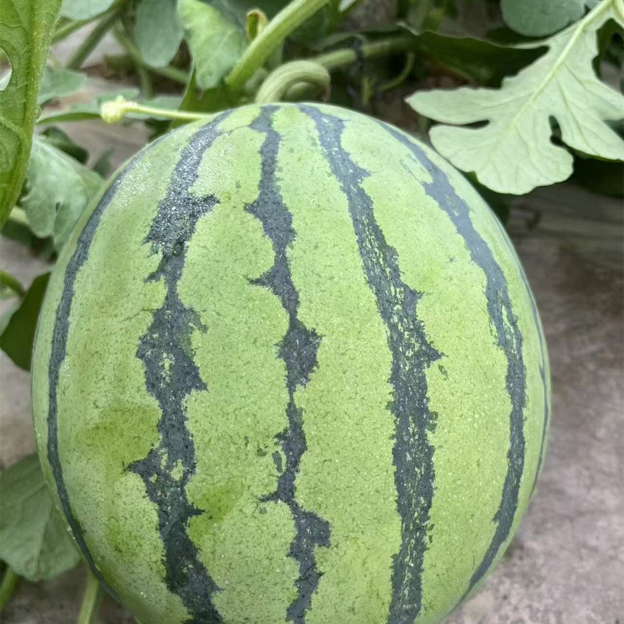 上海麒麟大西瓜种子