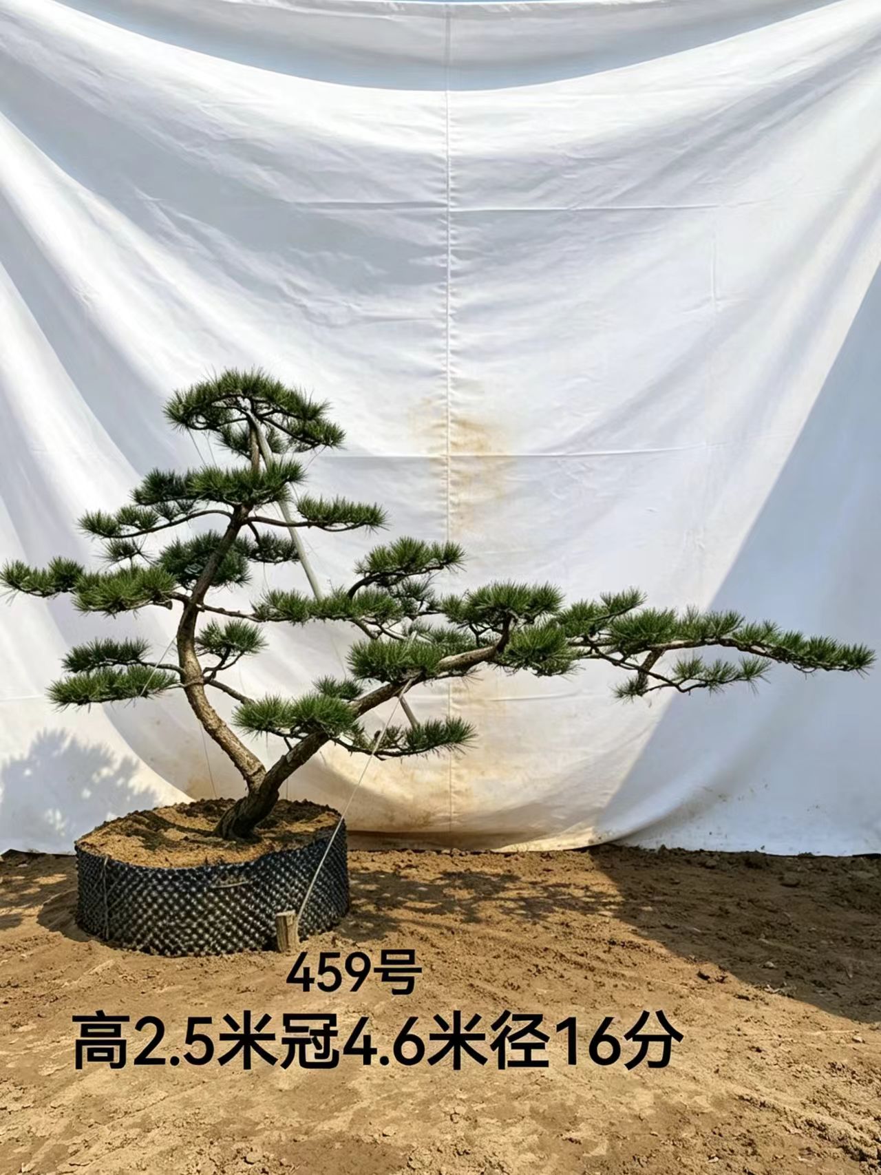 景观树木实拍