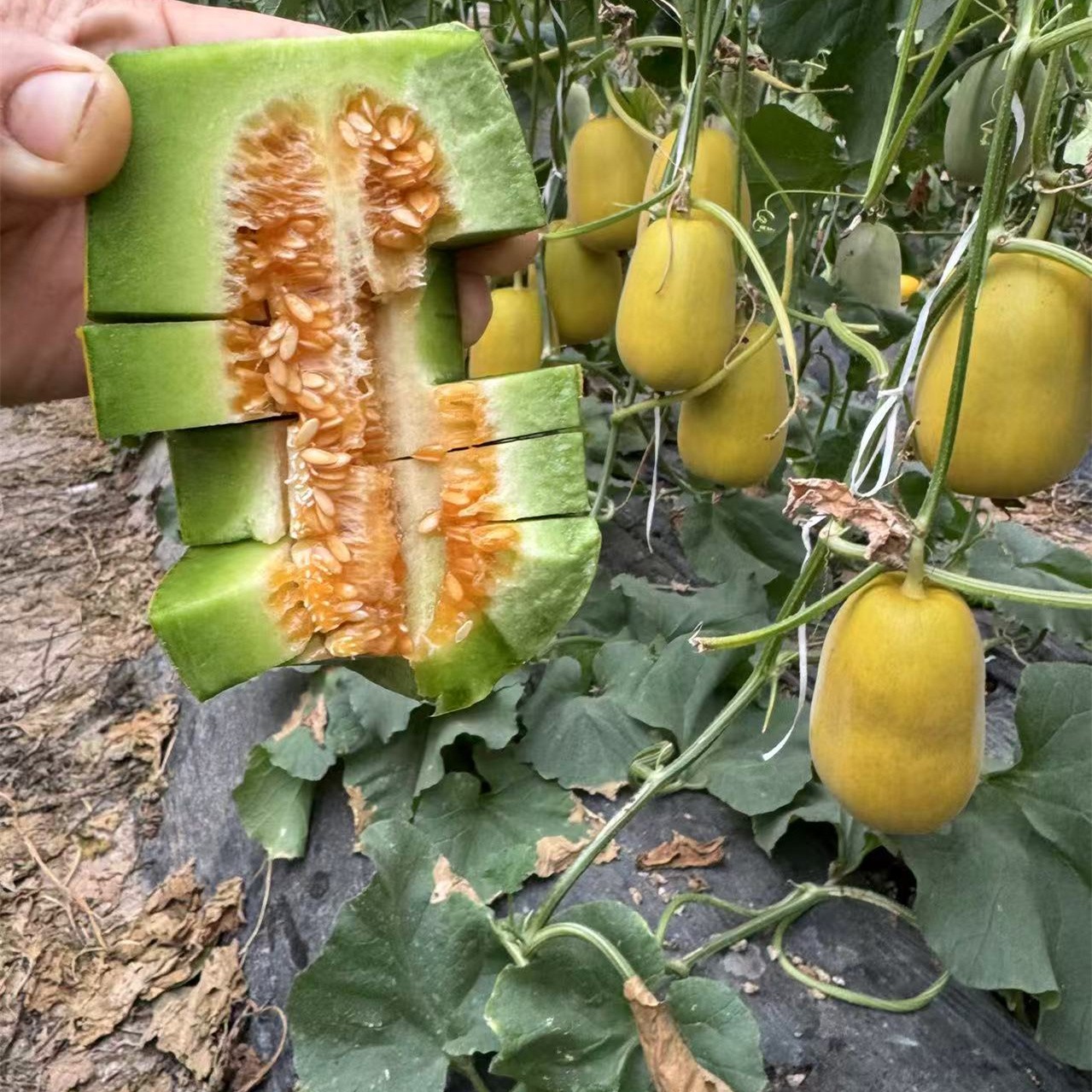 种苗包装与质量检测