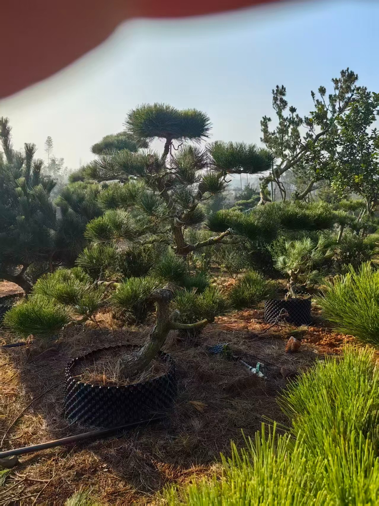 造型黑松实景展示