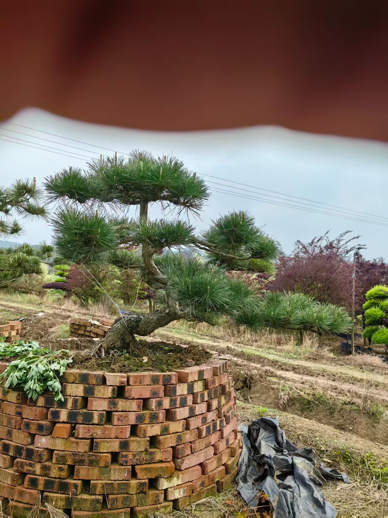 实拍图