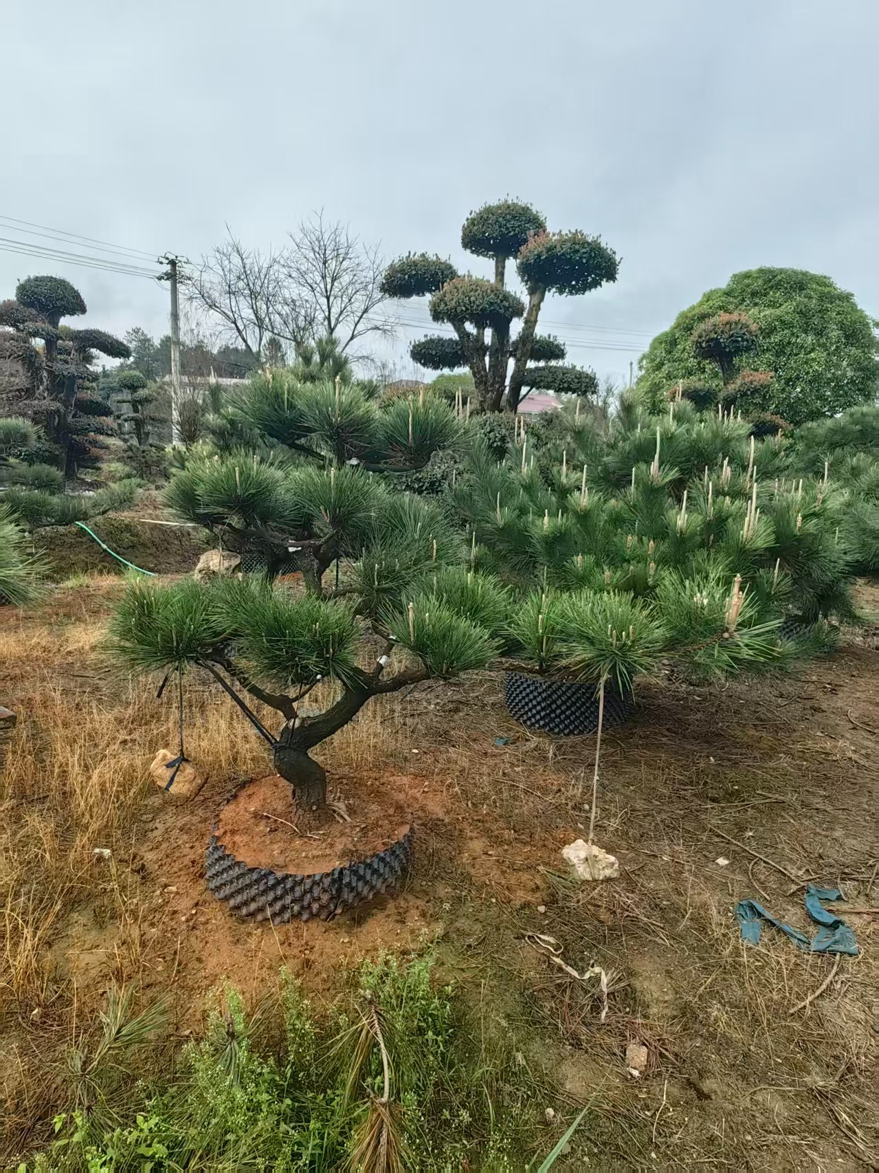 造型苗木实拍