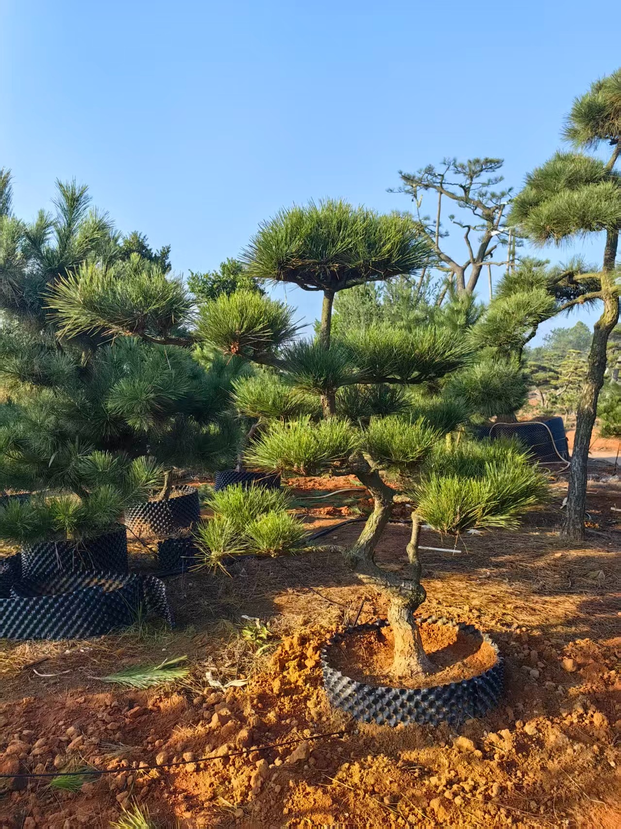 造型罗汉松实景展示