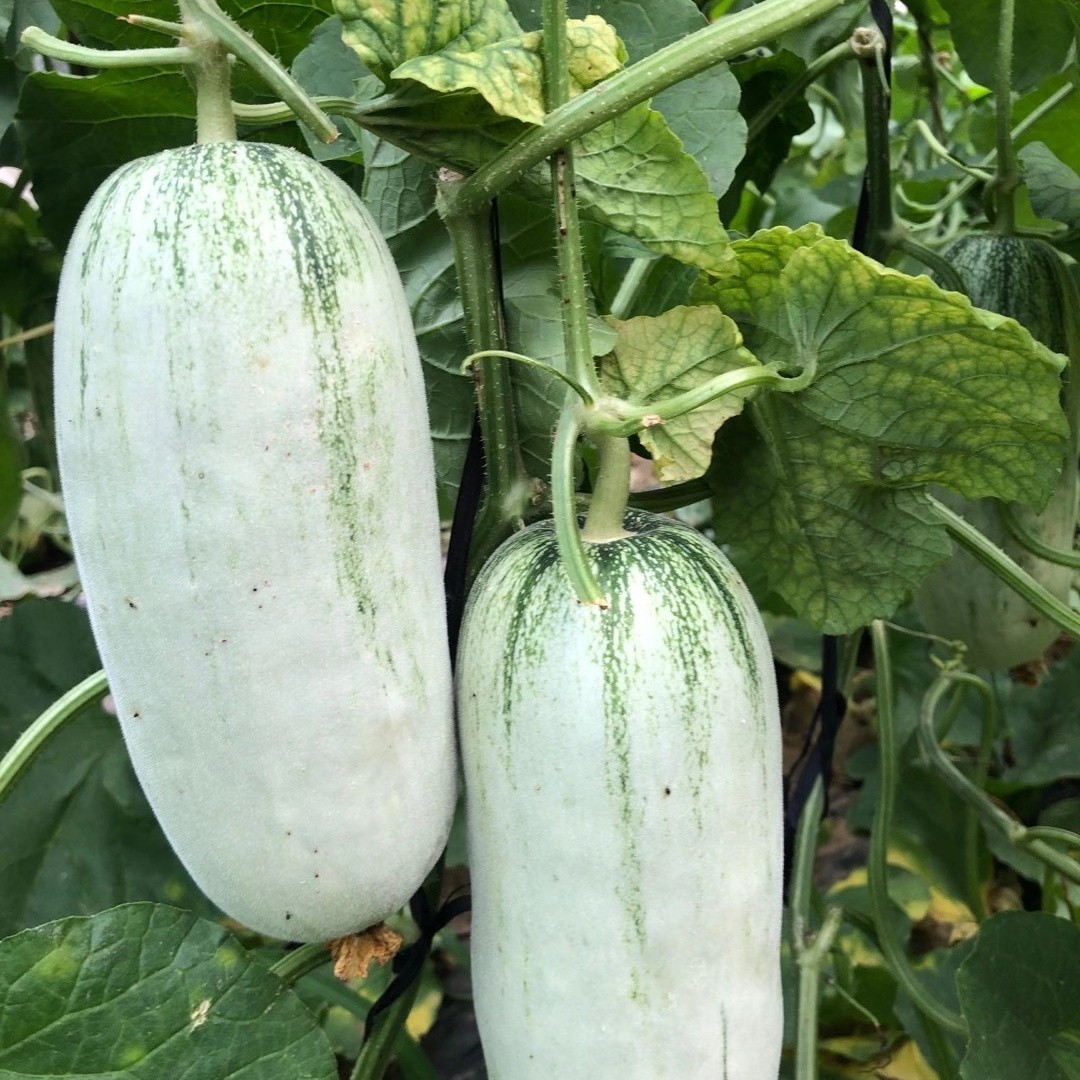 田间试验场景