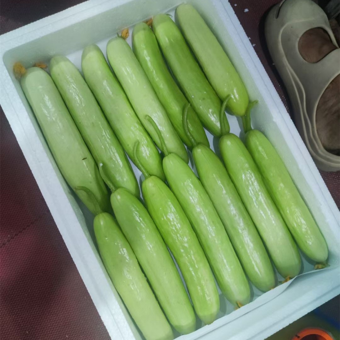 上海耐热黄瓜种子