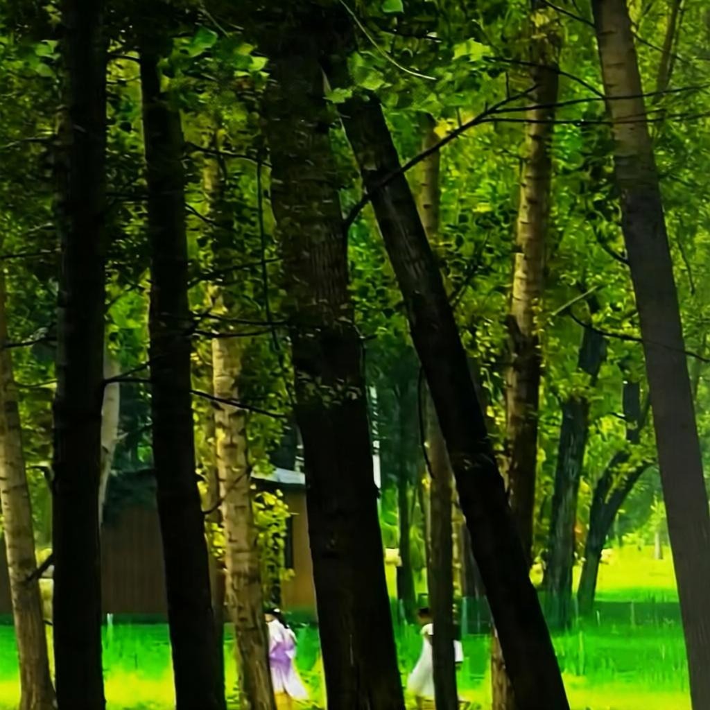 寿光赏花拍照游玩