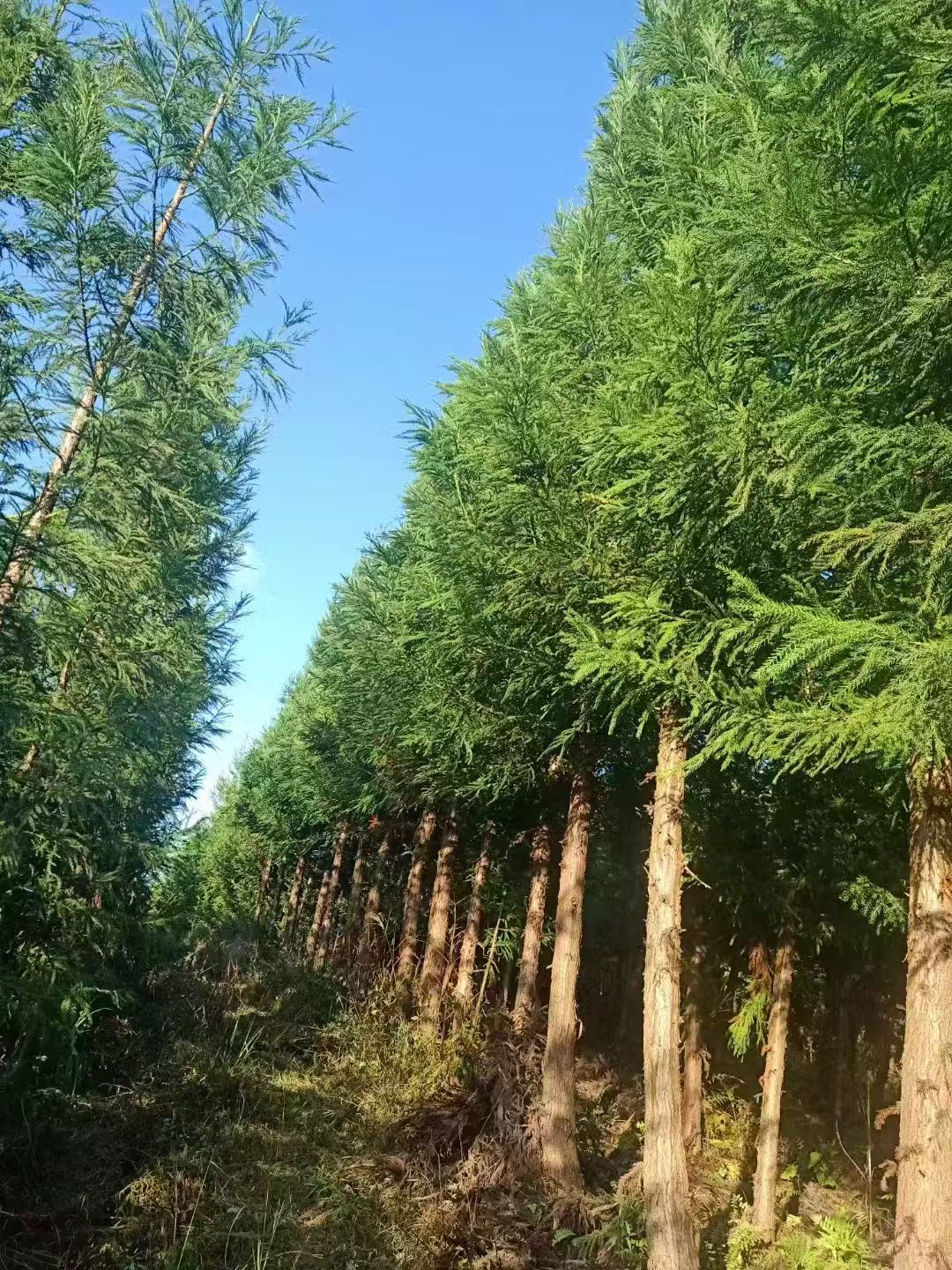 柳杉树苗培育实景