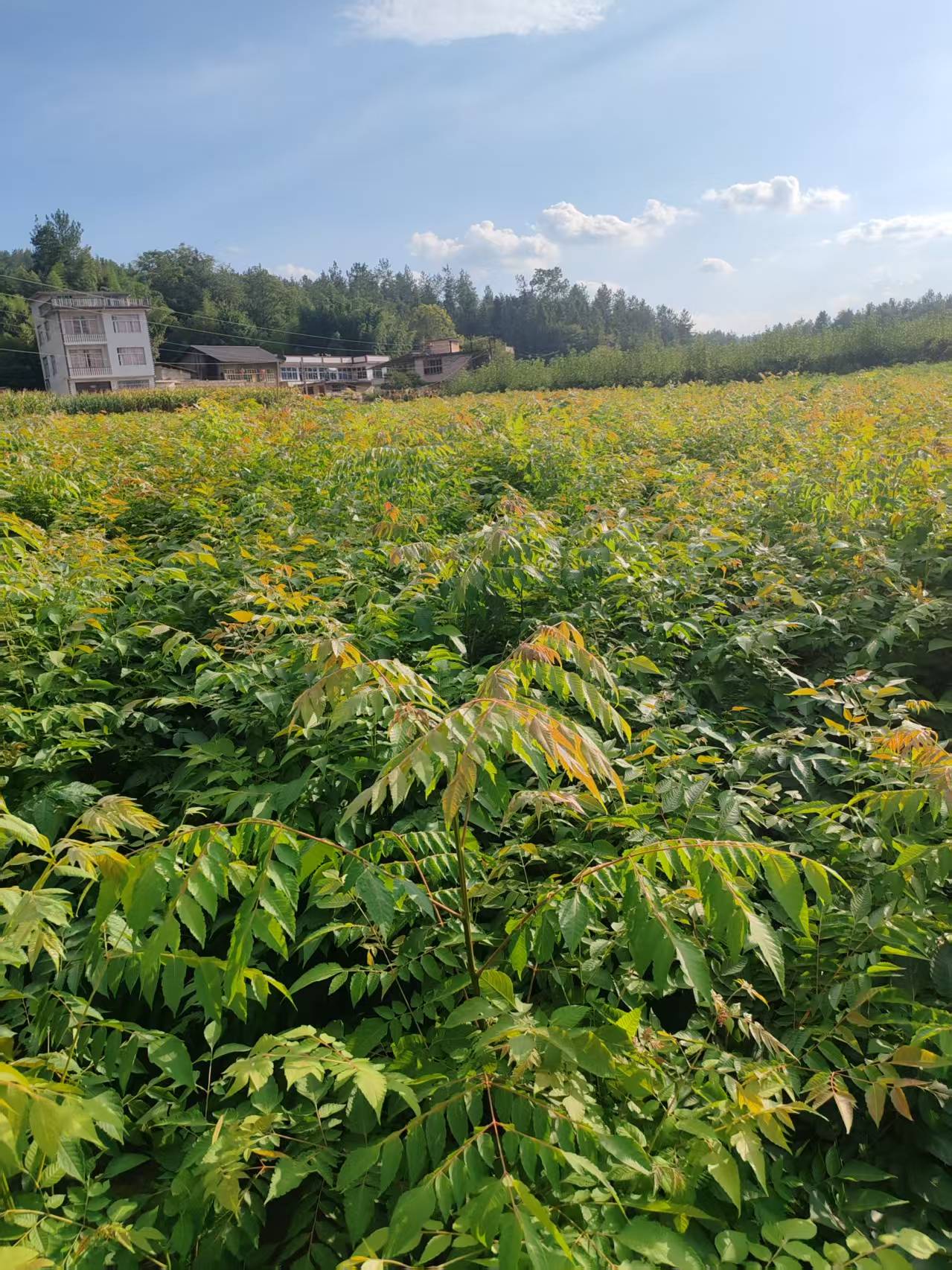 厚朴苗木装车发货
