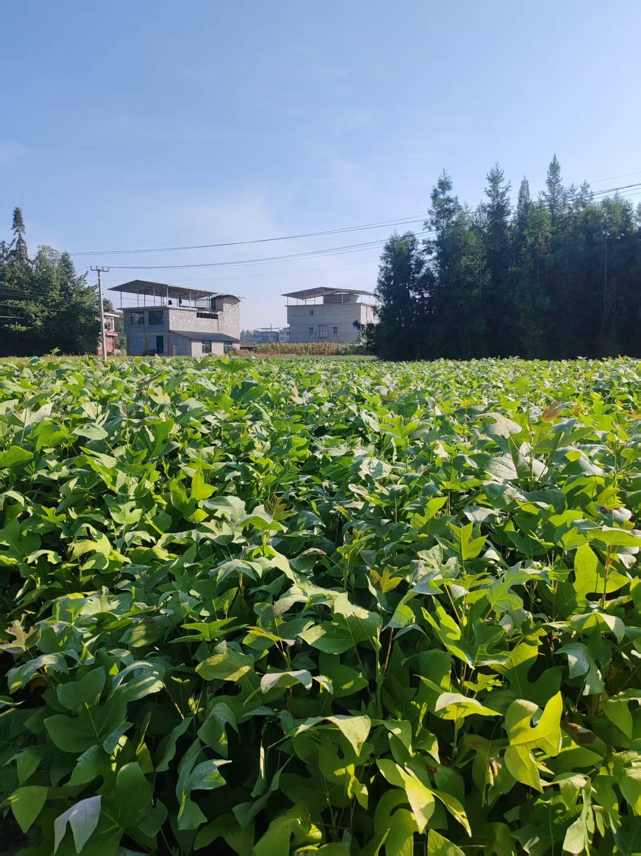 应城马褂木小苗
