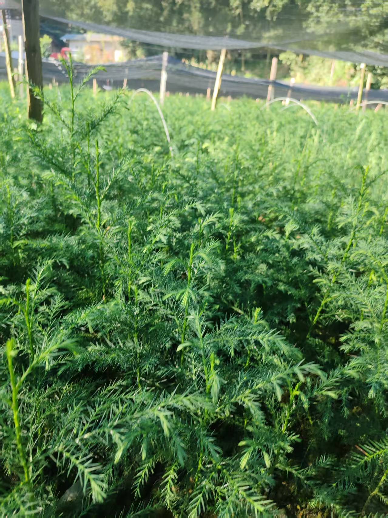 标准化苗圃起苗作业现场