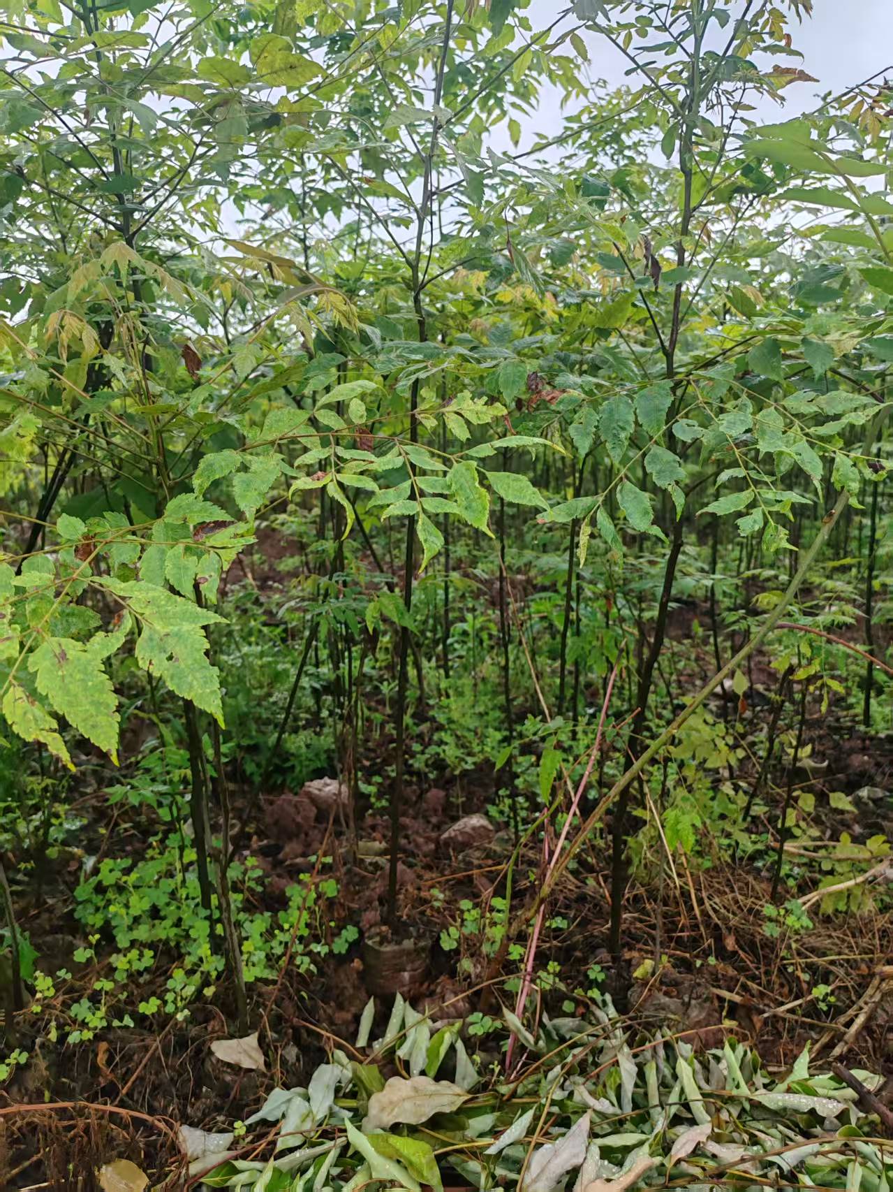 根系土球展示