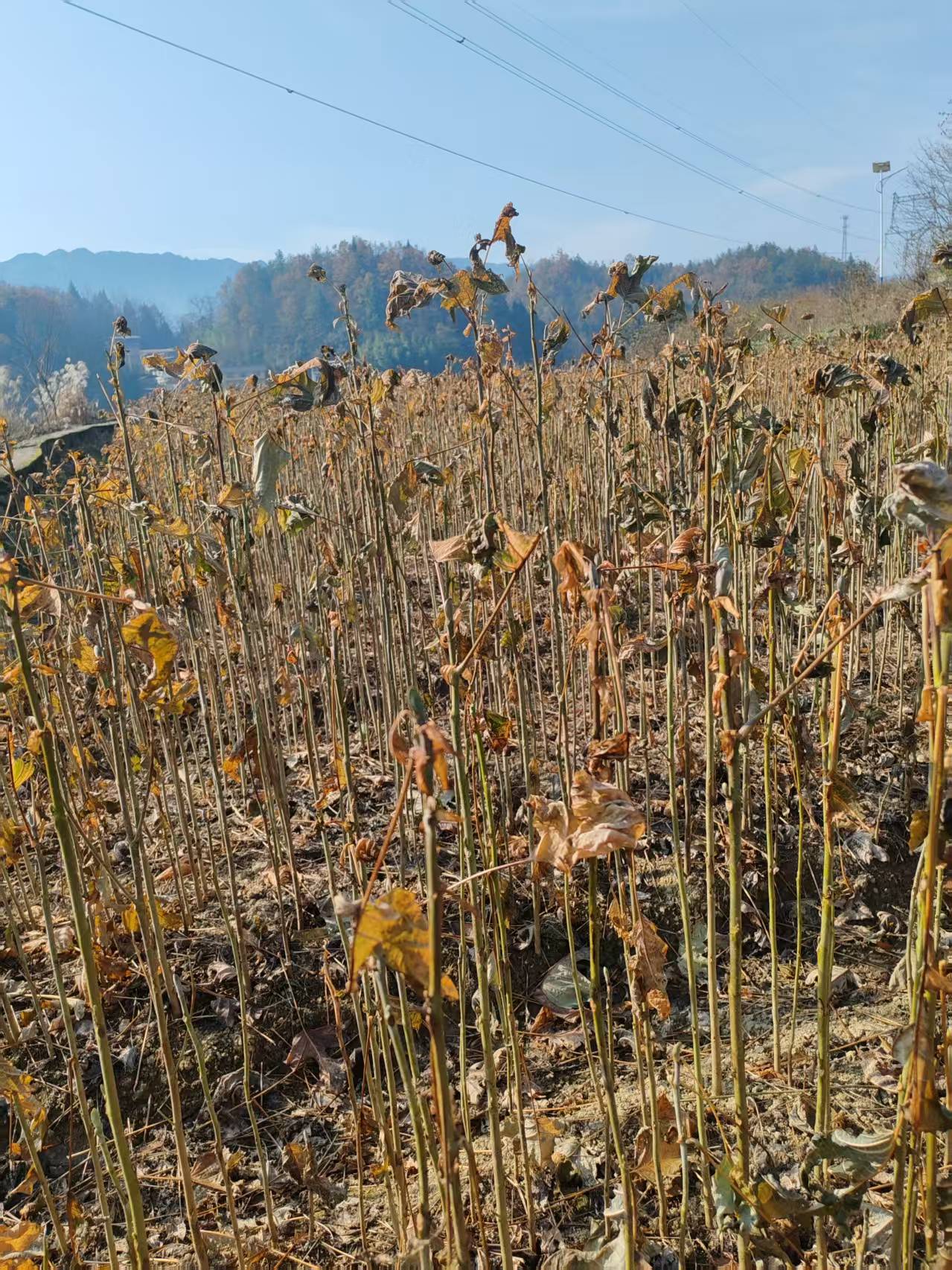 2026年湖北鹅掌楸小苗公司哪里有卖的推荐利川市顺通苗木种植专业合作社 2026年湖北鹅掌楸小苗公司哪里有卖的推荐利川市顺通苗木种植专业合作社