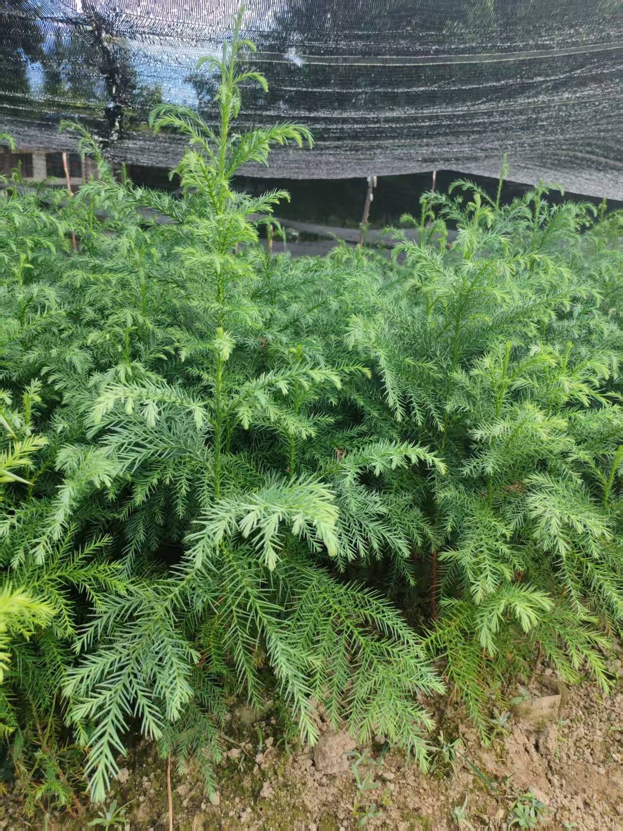 标准化分拣与装车作业