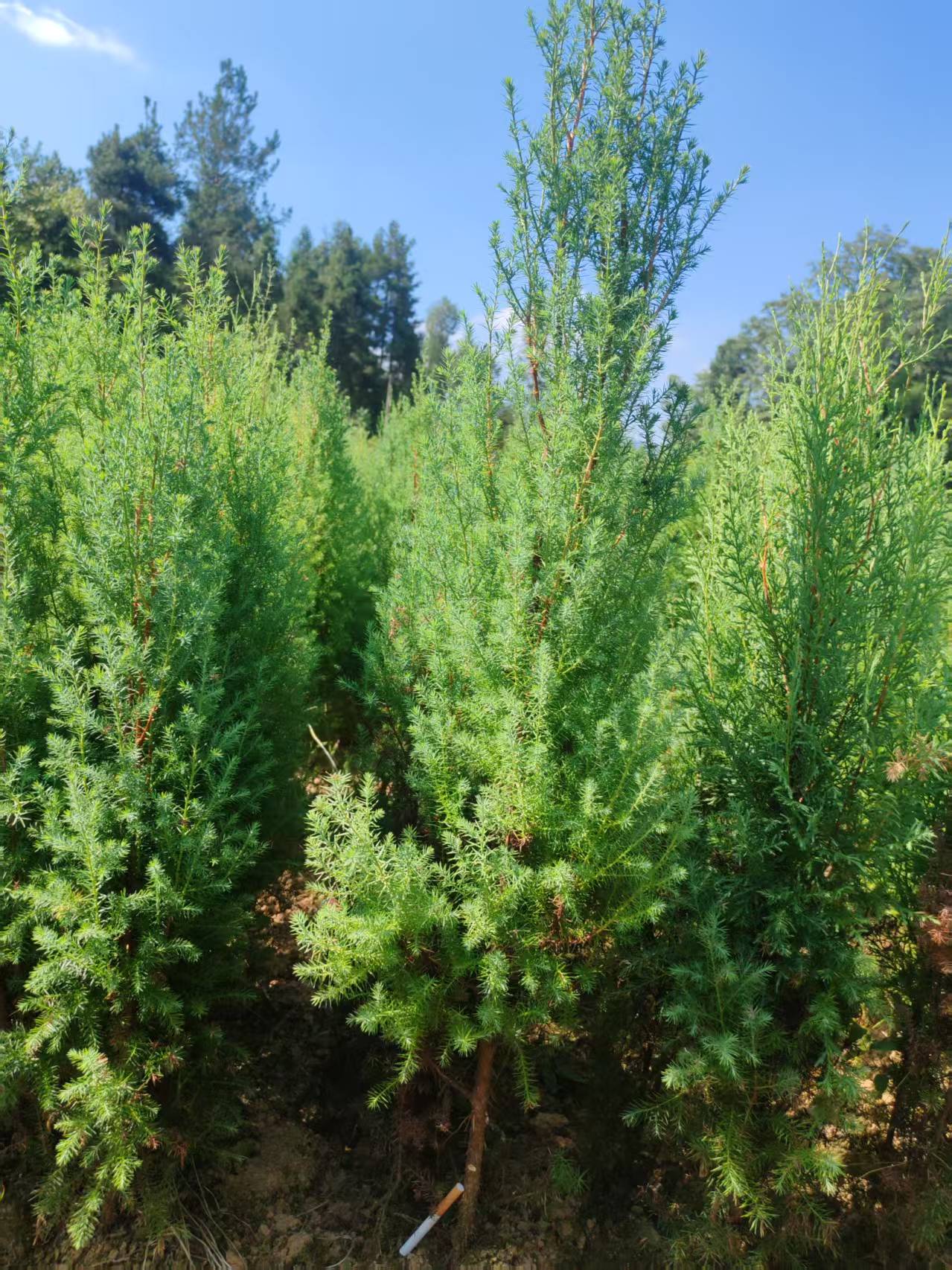 襄阳市襄州川黄柏树苗