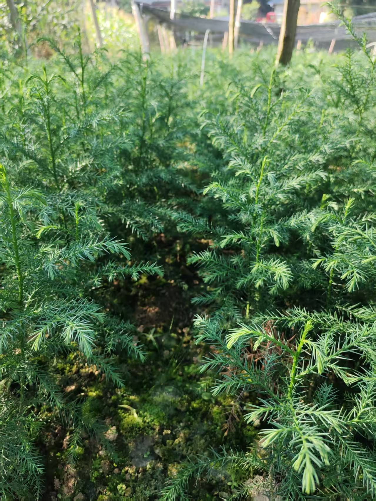 北美红杉景观应用展示