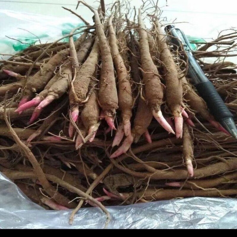 白芍苗繁育基地实景