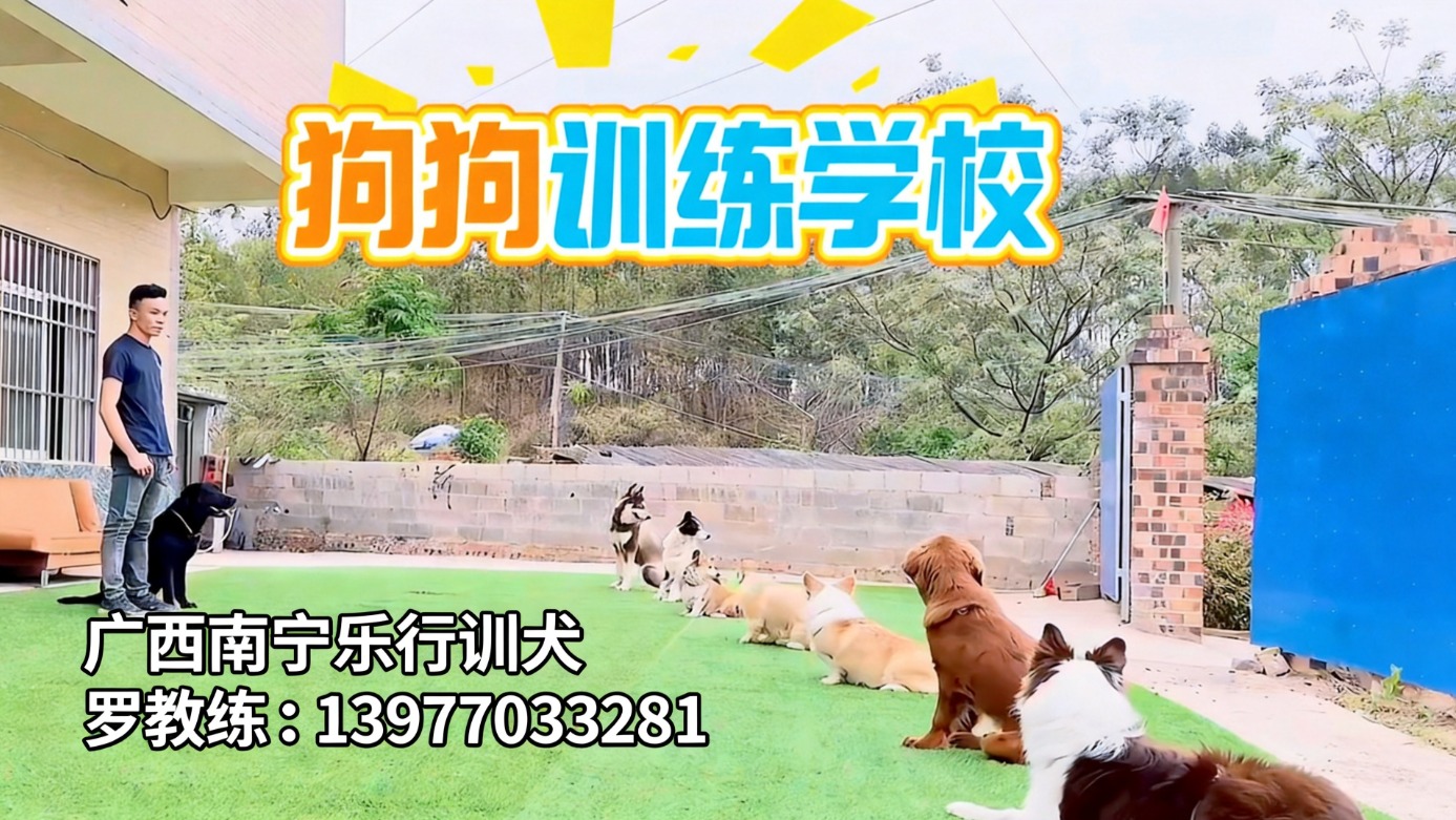 Dog Training Session