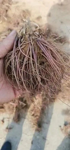 标准化育苗基地实拍