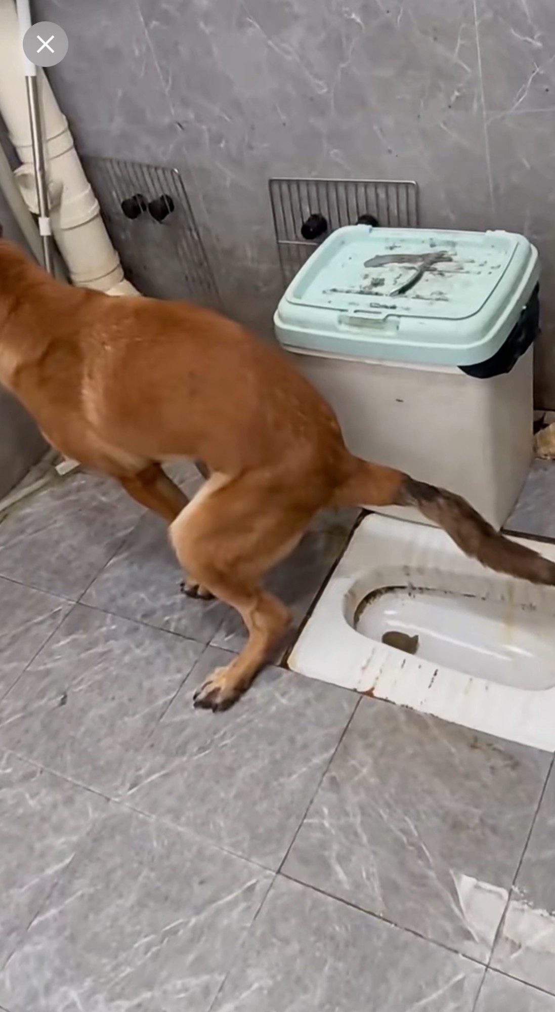 Pet Training Environment
