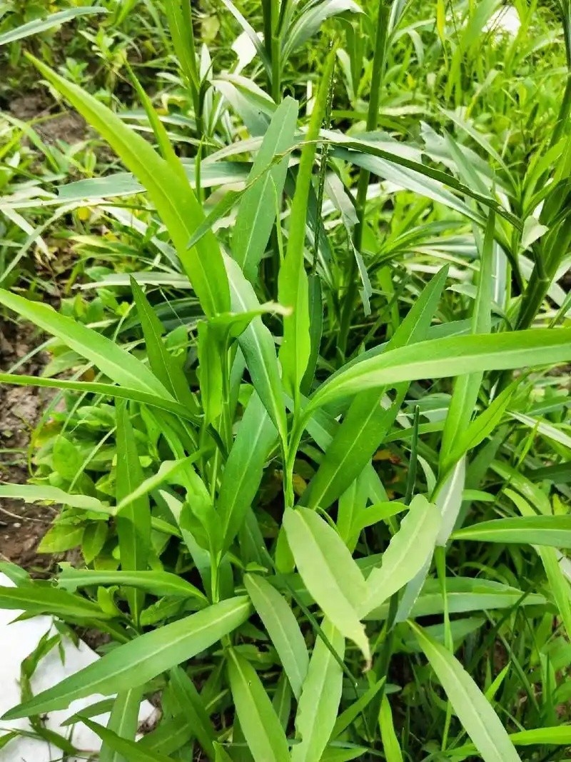 标准化育苗基地实拍