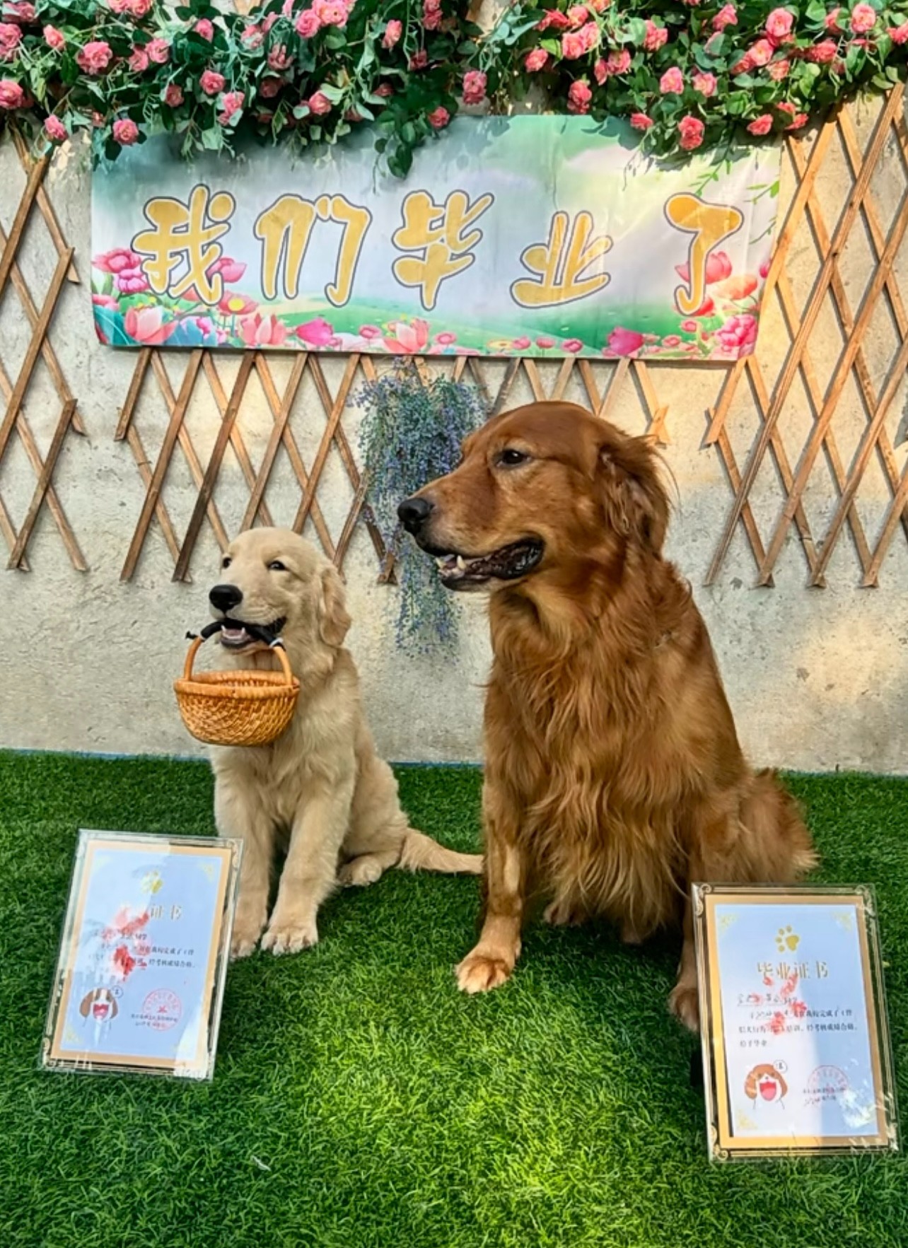宠物犬社会化训练场景