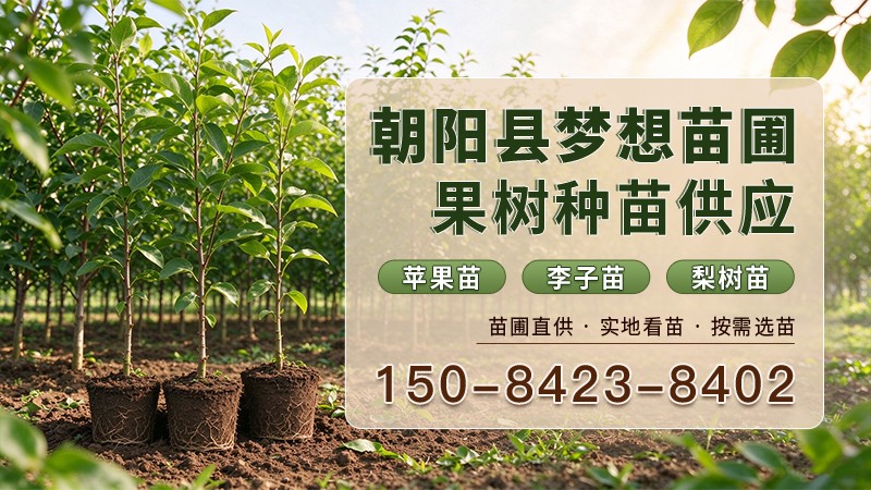 生态绿化用苗现场