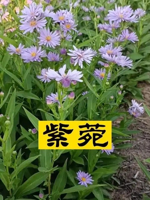 标准化育苗圃场实景