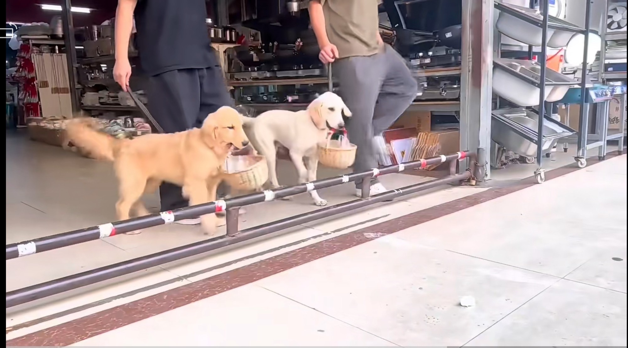 训犬科学评估
