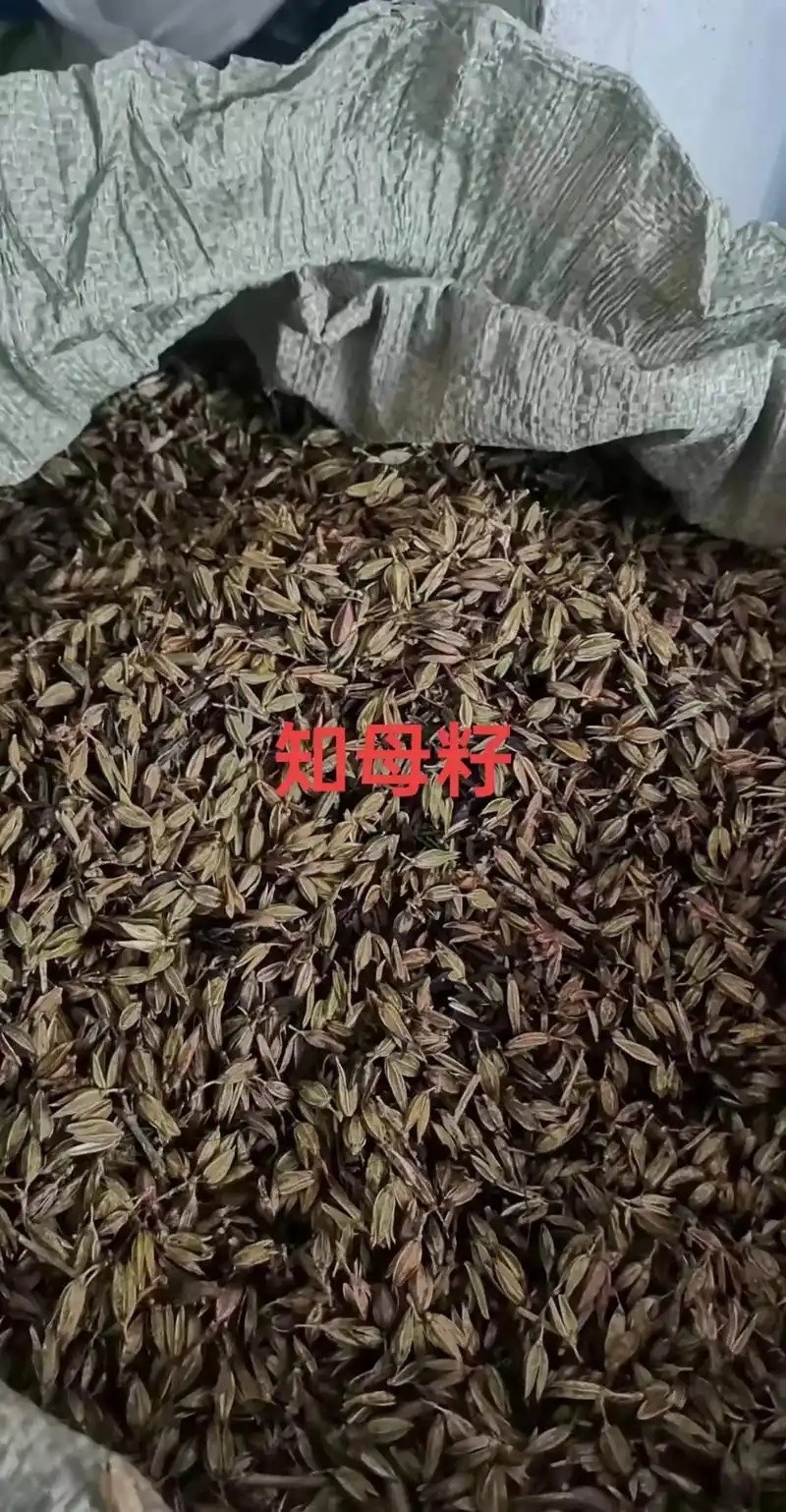 标准化育苗基地实景