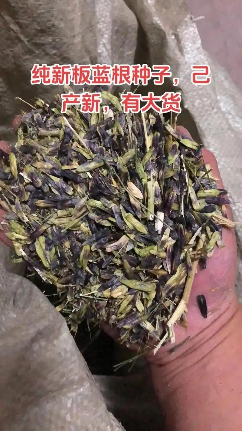 射干种苗繁育基地实景