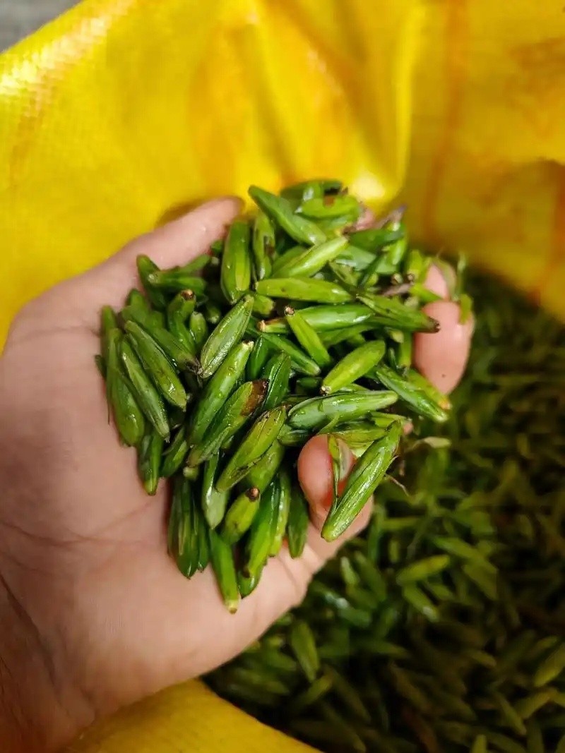 标准化育苗基地实景