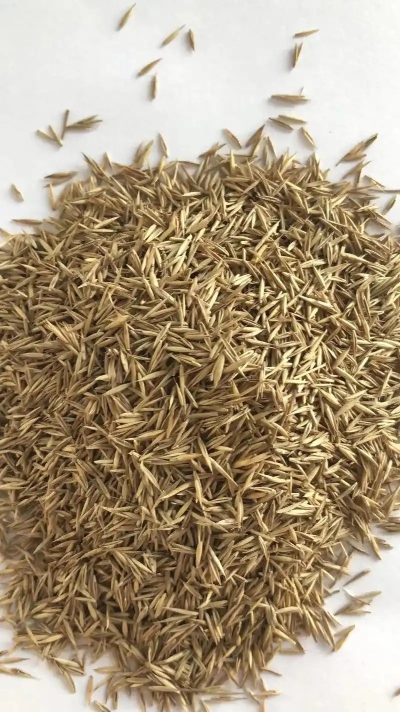 赤芍种苗培育现场