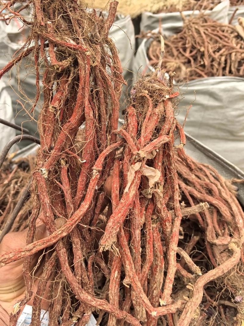 白芍种苗繁育基地实景