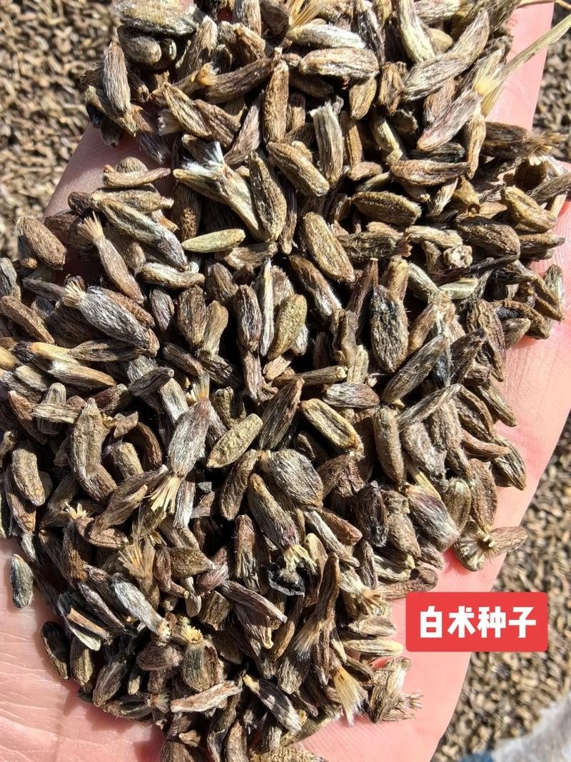 Standardized Seedling Base