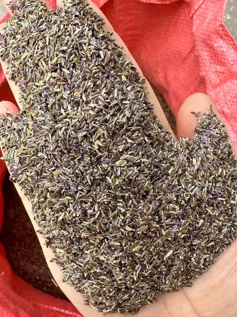 赤芍种子培育现场