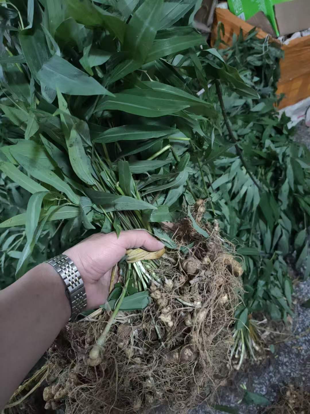 金钱松幼苗形态与根系发育特征