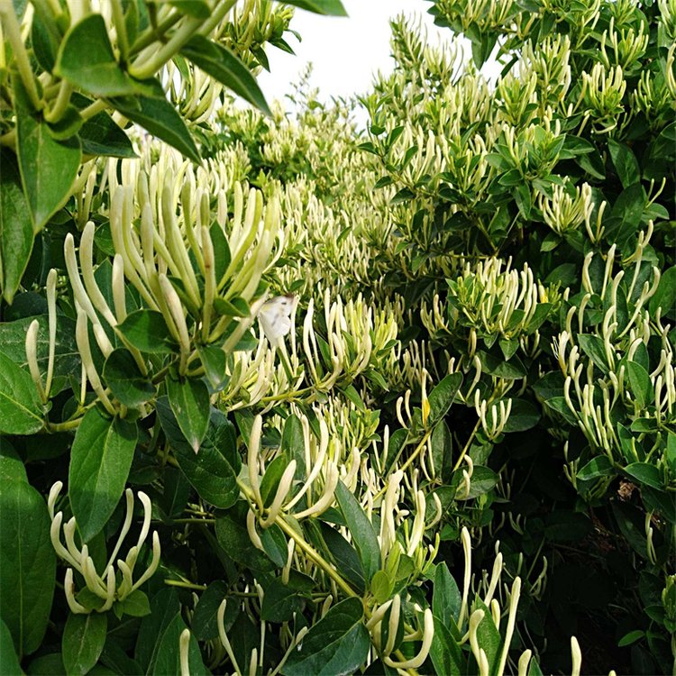 苗木运输与打包规范